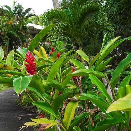Color Garden - Studio Martinique แซ็งแตนน์ ภายนอก รูปภาพ